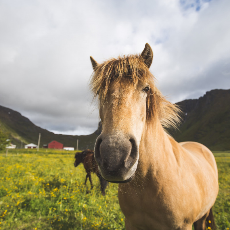 Ein Pferd.