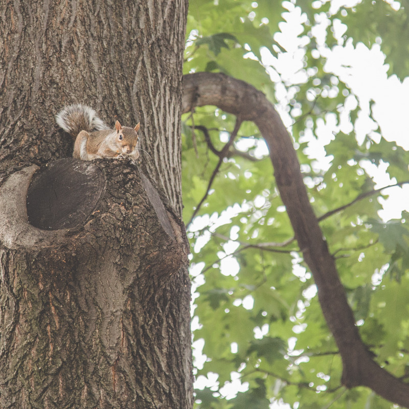 Ein Eichhörnchen