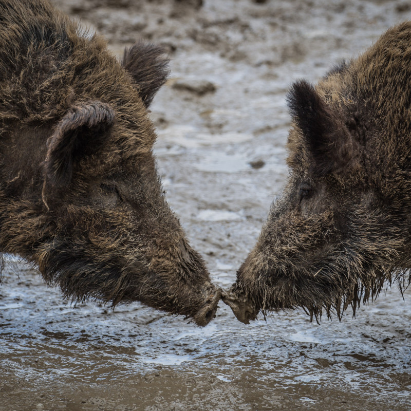 Küssende Wildschweinschnauzen