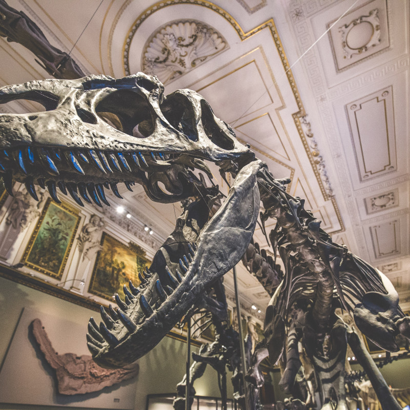 Dinosaurier-Skelett