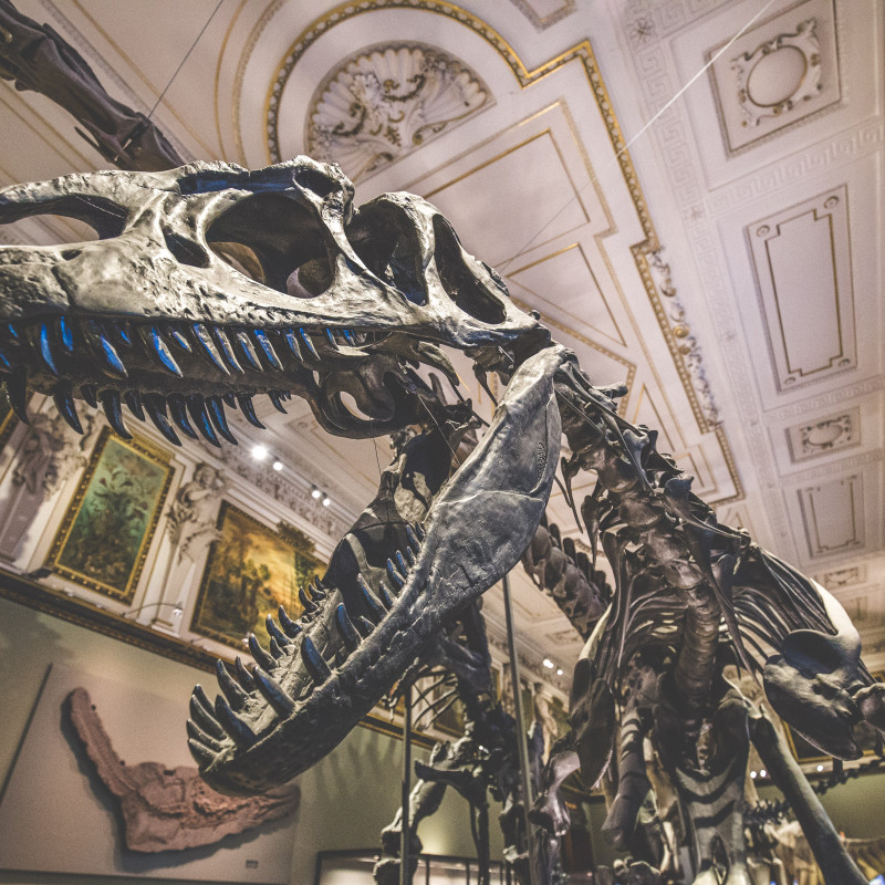 Dinosaurier-Skelett