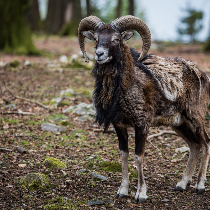 Tierisches Model