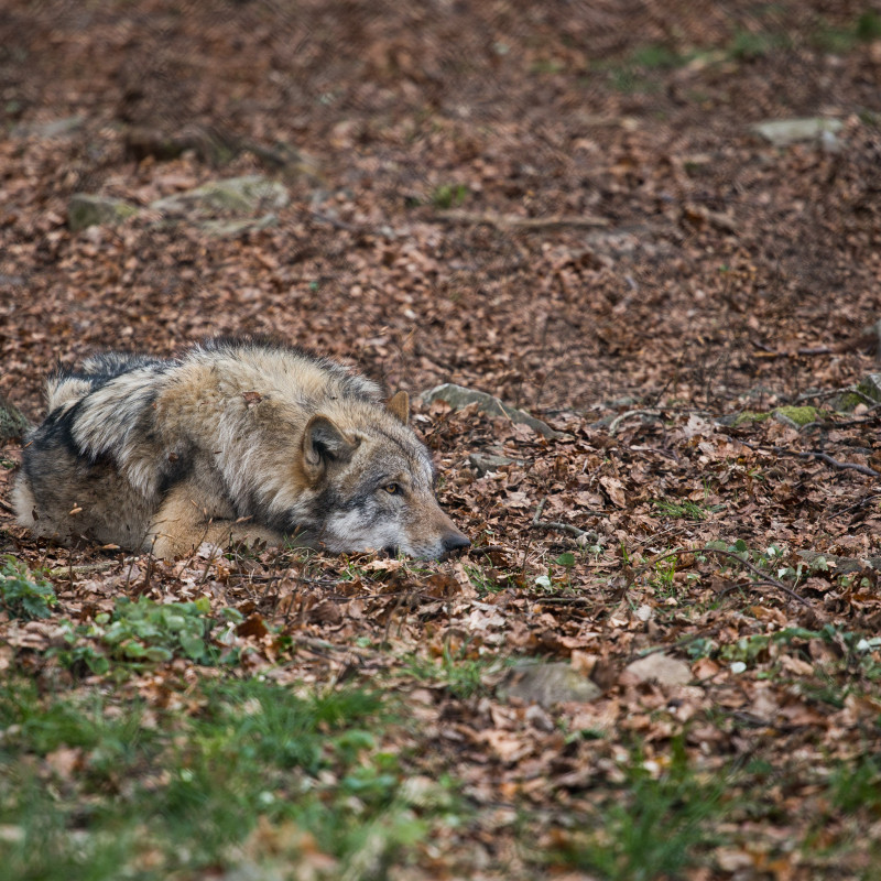 Ein Wolf