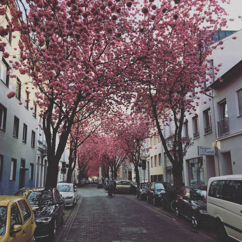 Kirschblüten in der Bonner Altstadt