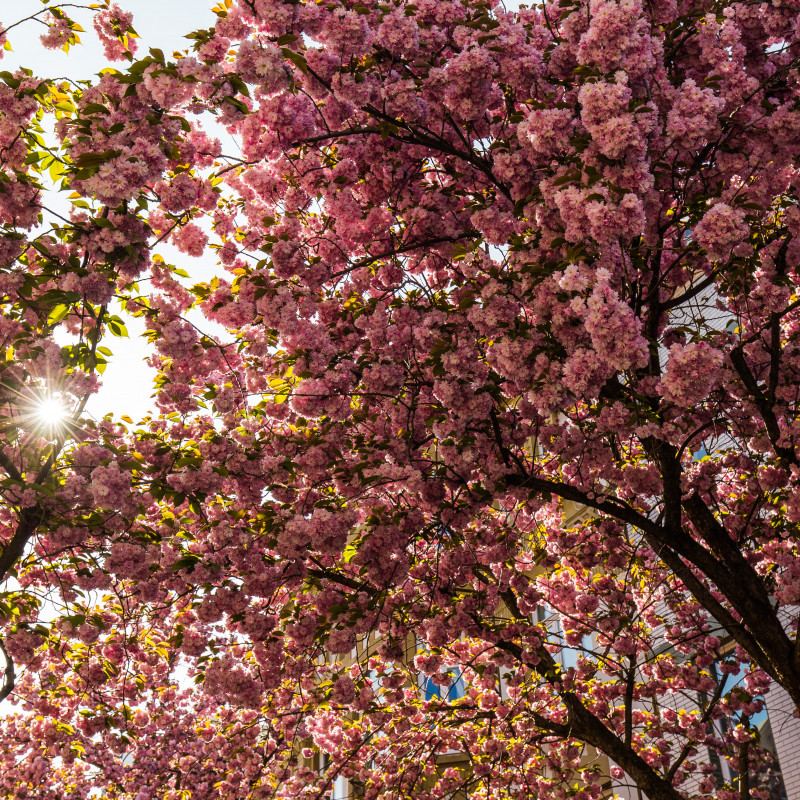 Kirschblüte im Sonnenschein