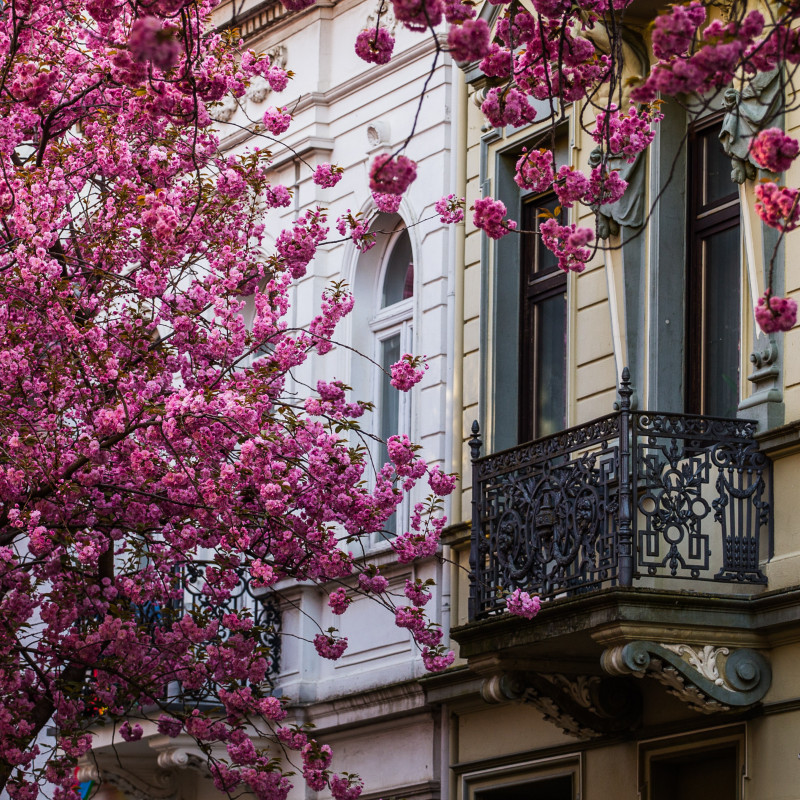 Kirschblüte und ein Balkon