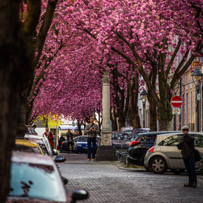 Kirschblüte und ein paar Fotografen