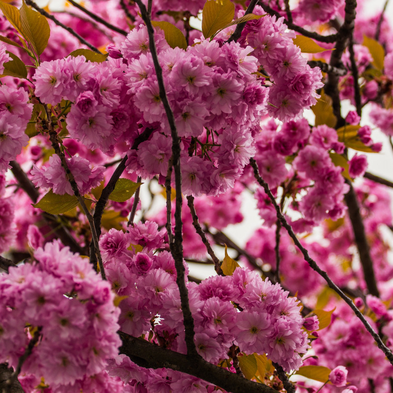 Kirschblüte in der Nahaufnahme