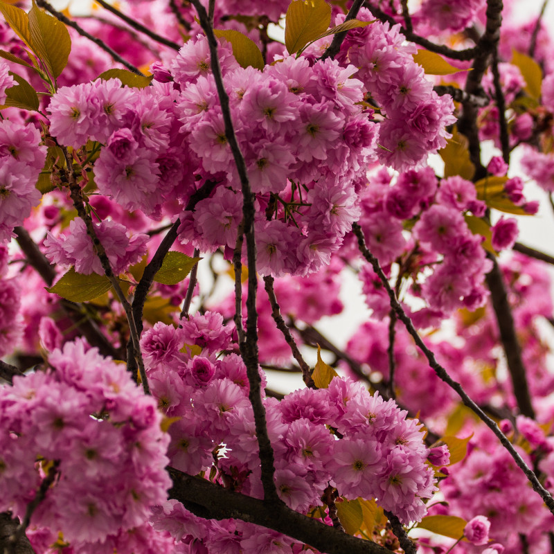 Kirschblüte in der Nahaufnahme