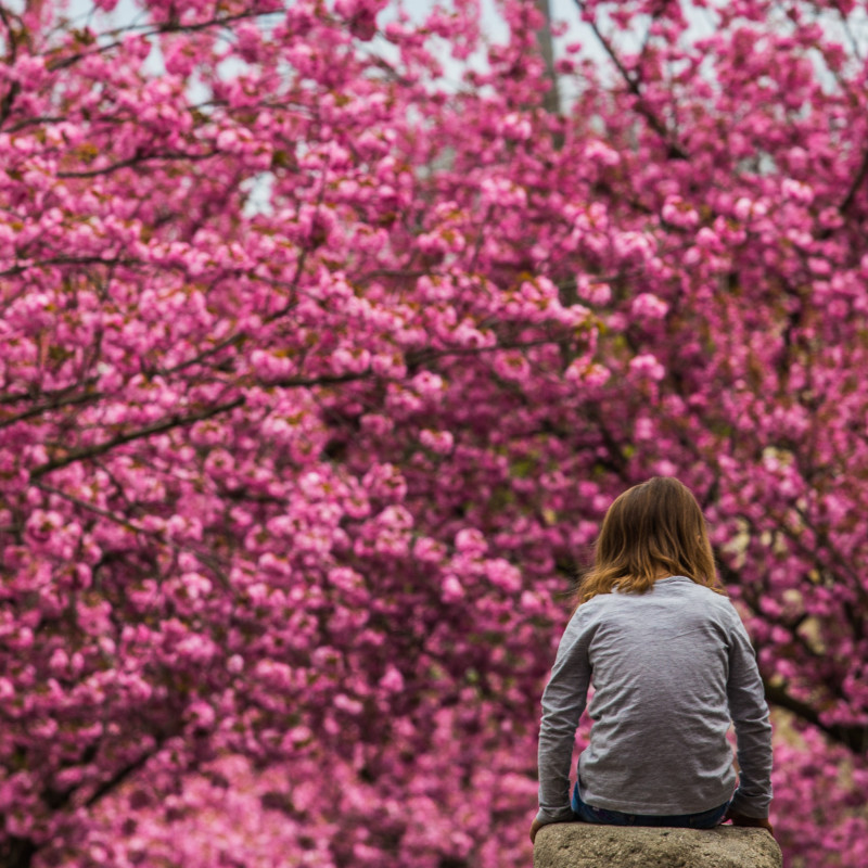 Kirschblüte und Mädchen