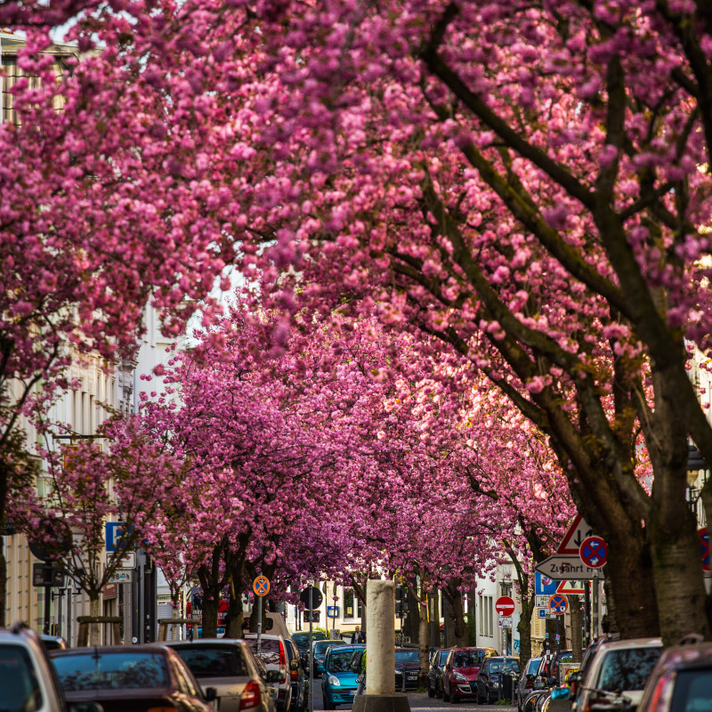 Kirschblüte auf der leeren Heerstraße