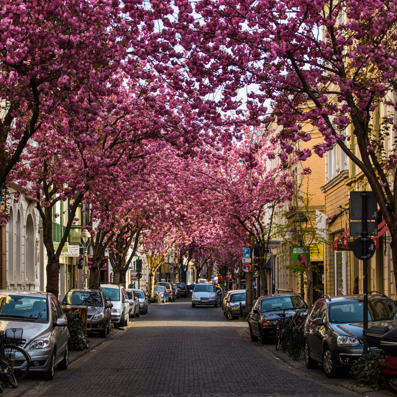 Kirschblüte in der leeren Altstadt