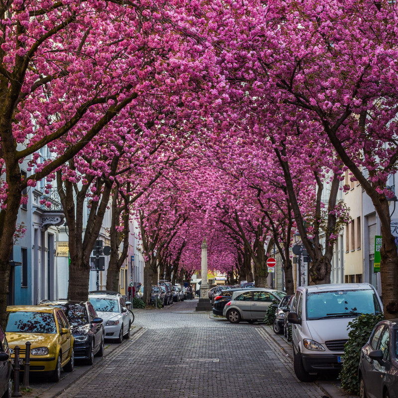 Kirschblüte auf der leeren Heerstraße