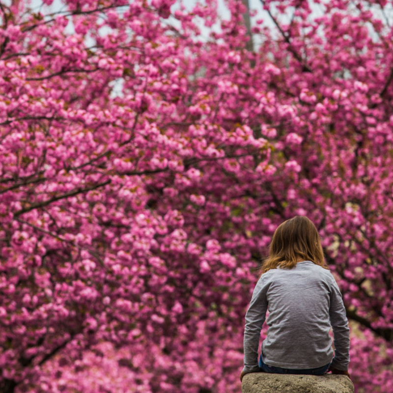 Kirschblüte und Mädchen