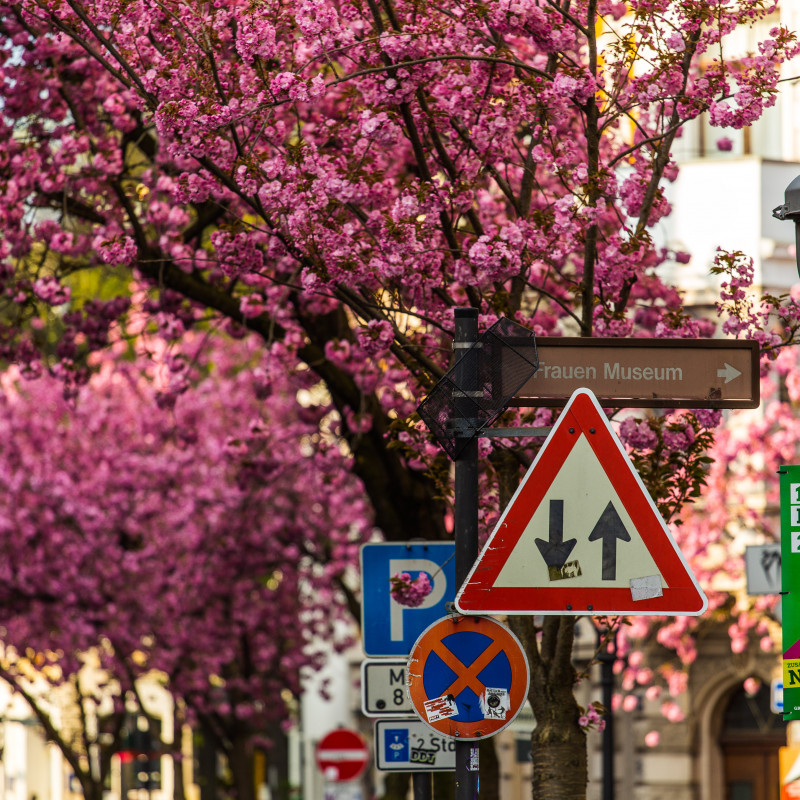 Kirschblüte und Straßenschilder