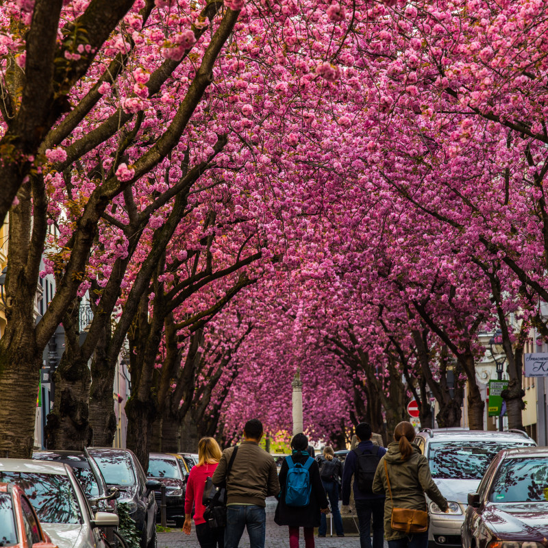 Kirschblüte und nur wenige Menschen