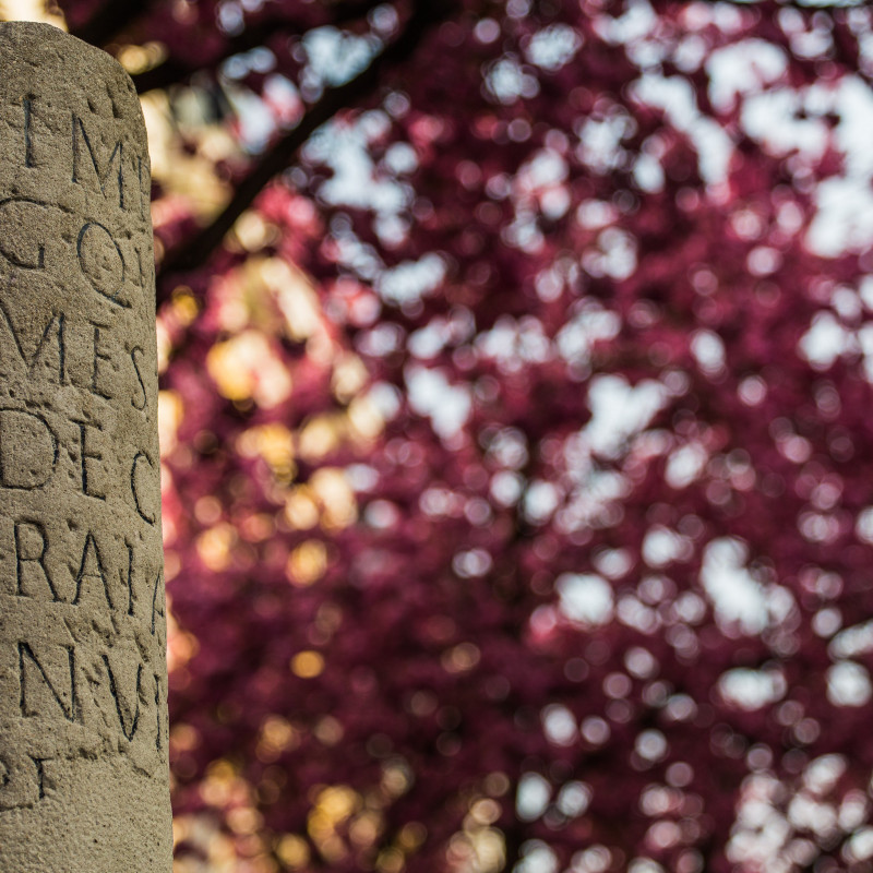 Kirschblüte und ein Stein mit Inschrift