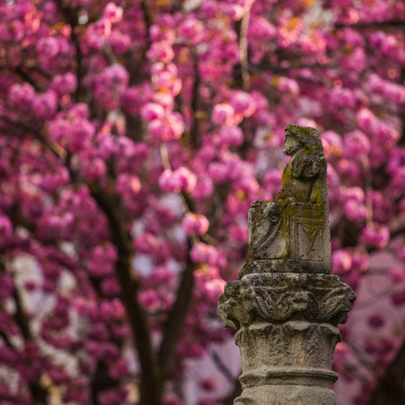 Kirschblüte und der Mann auf dem Thron