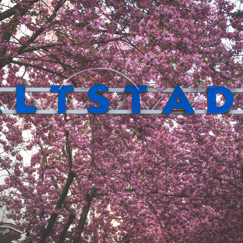 Altstadtkirschblüte
