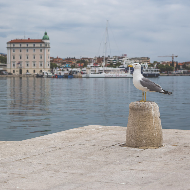 Möwe