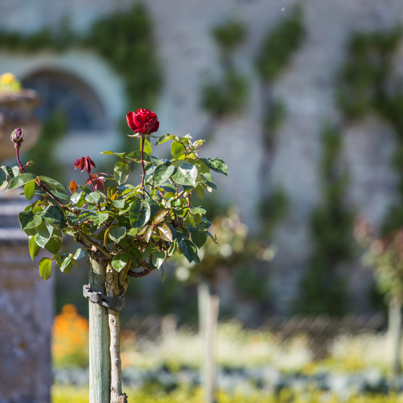 Rose Schloss Villandry