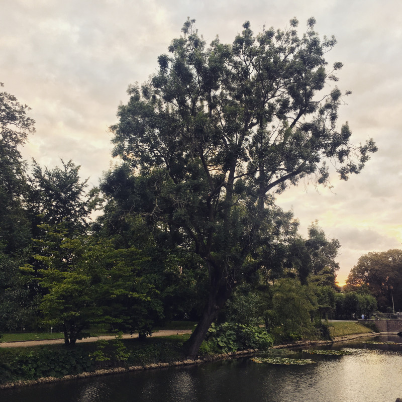 Der Botanische Garten bei Sonnenuntergang