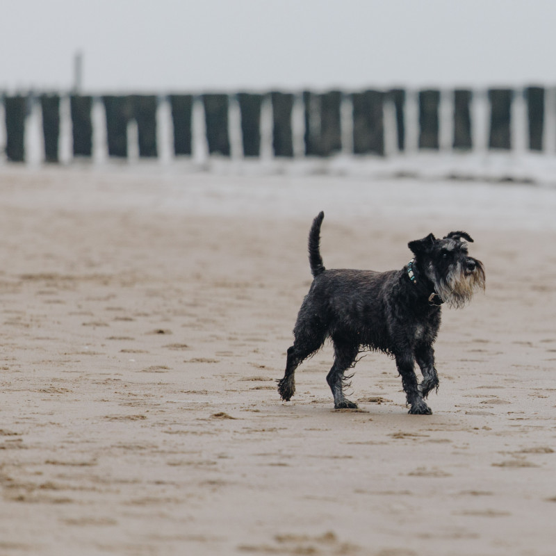 Hunde am Strand