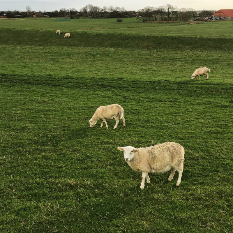 Fünf Schafe auf einer grünen Wiese. Eines schaut in die Kamera.