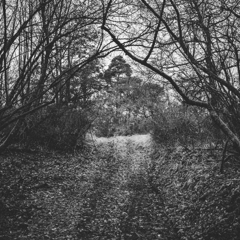 Ein düsterer Waldweg.