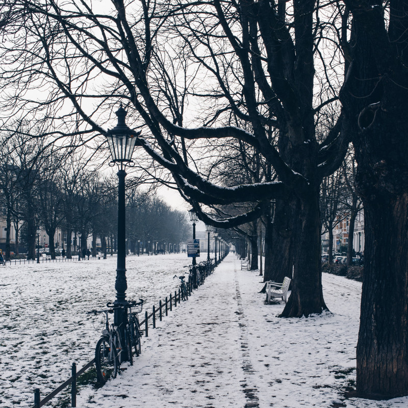 Die Poppelsdorfer Allee im Schnee.