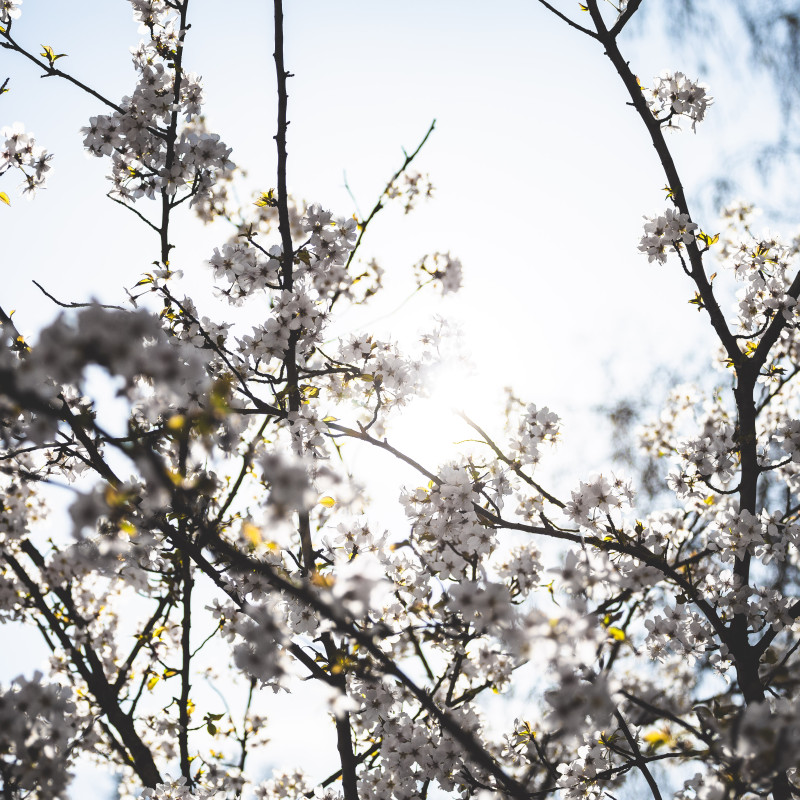 Bonner Altstadt - Kirschblüte im Sonnenschein.