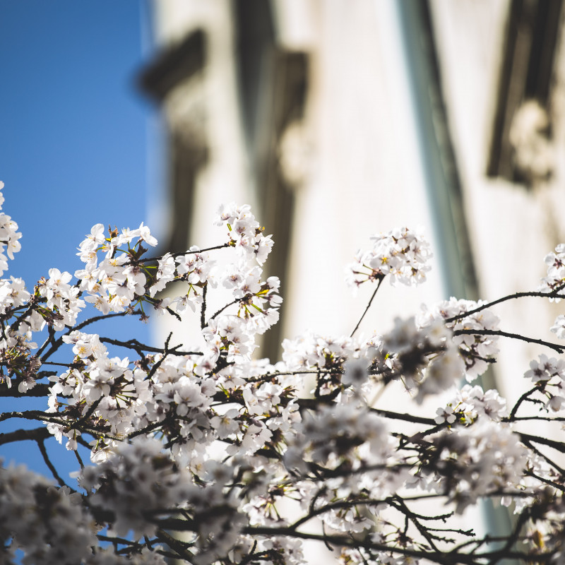 Bonner Altstadt - Kirschblüte im Sonnenschein.