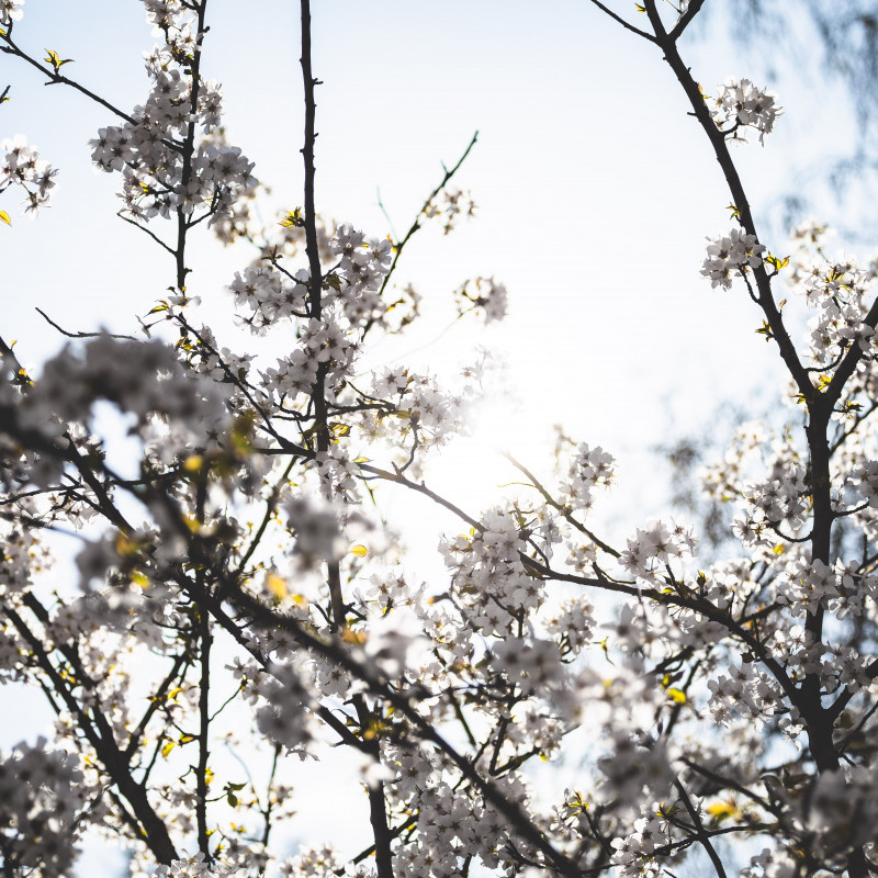 Bonner Altstadt - Kirschblüte im Sonnenschein.