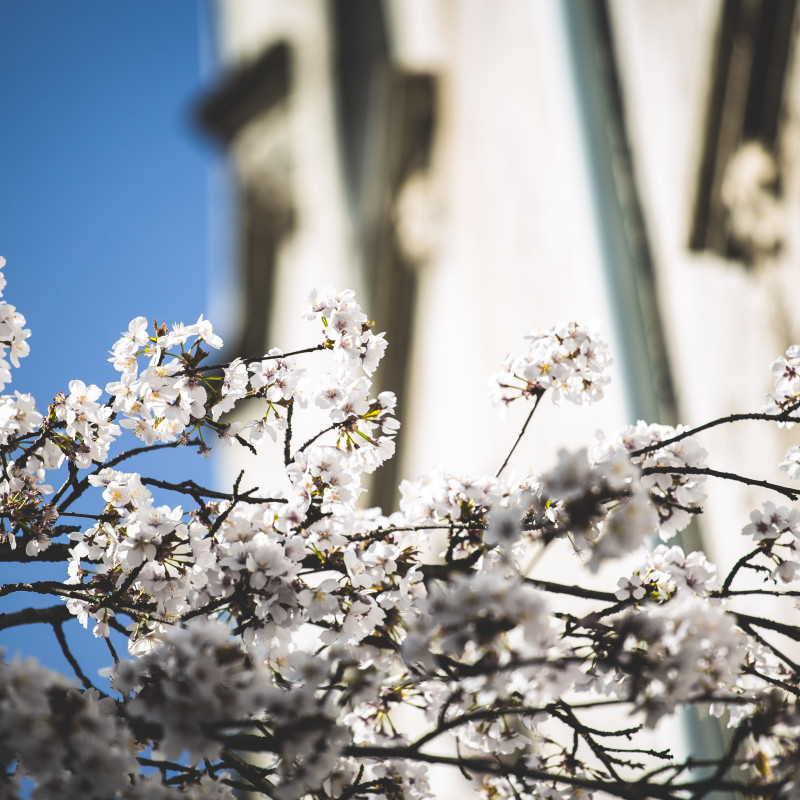 Bonner Altstadt - Kirschblüte im Sonnenschein.