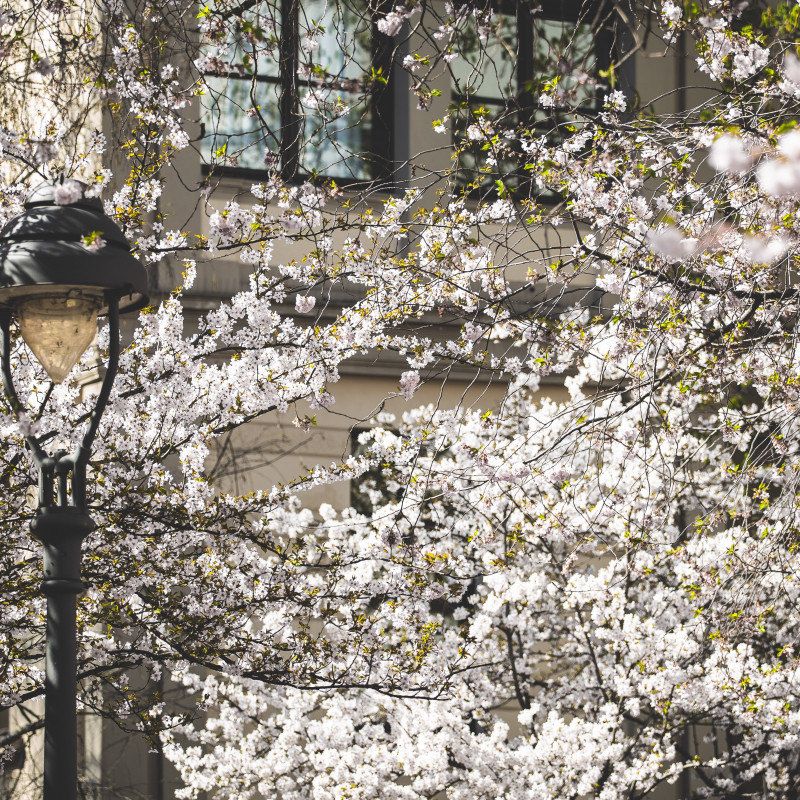 Bonner Altstadt - Kirschblüte im Sonnenschein.