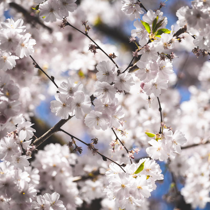 Bonner Altstadt - Kirschblüte im Sonnenschein.