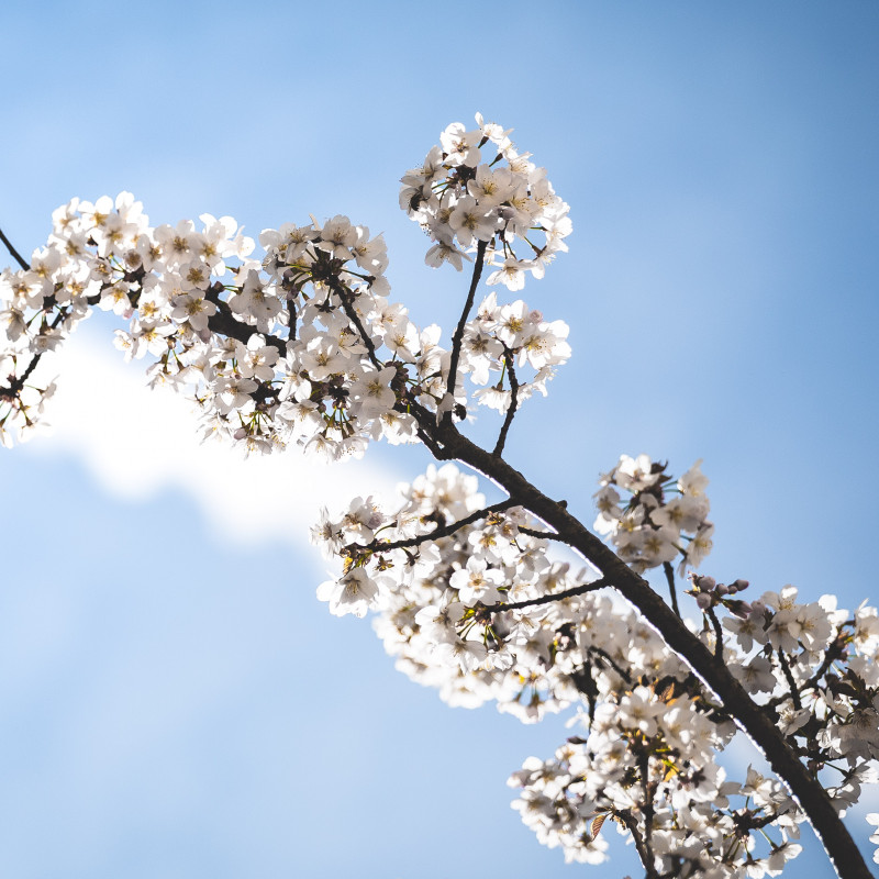 Bonner Altstadt - Kirschblüte im Sonnenschein.