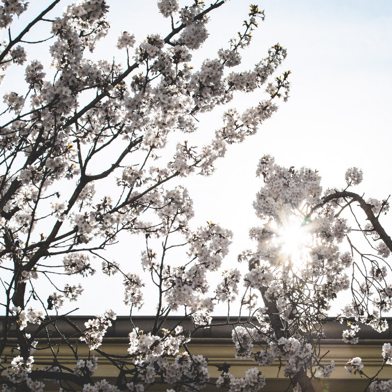 Bonner Altstadt - Kirschblüte im Sonnenschein.