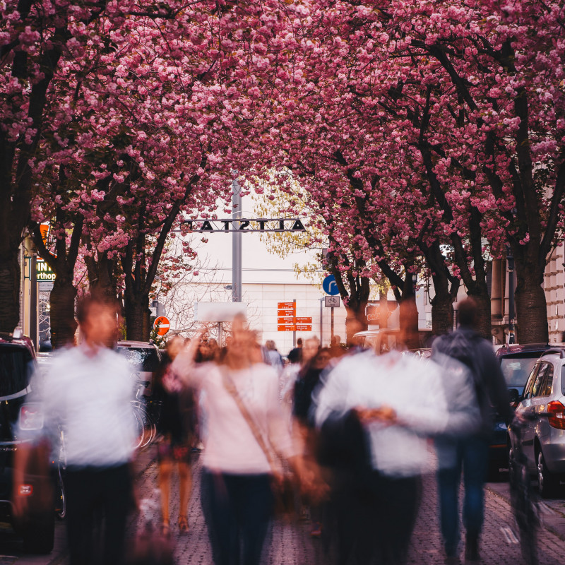 Kirschblüte in der Bonner Altstadt.