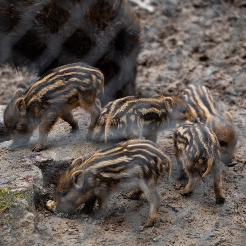 Wildschweinferkel.