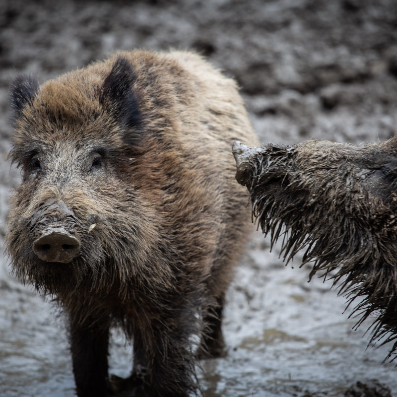 Wildschweinportrait.