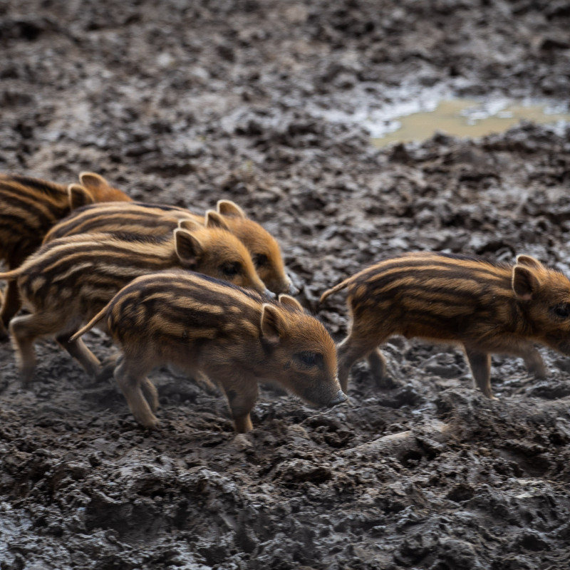 Wildschweinferkel