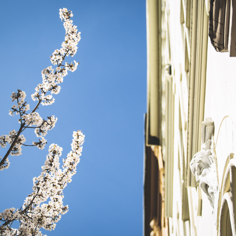 Bonner Altstadt - Kirschblüte im Sonnenschein.