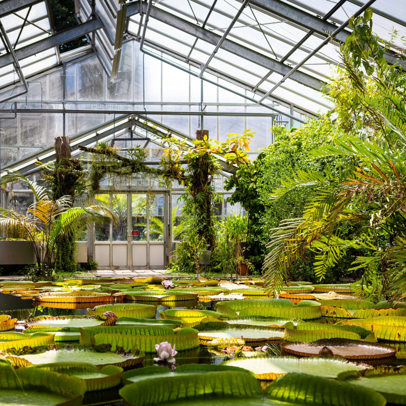 Blick über den Teich im Palmenhaus des Botanischen Gartens.