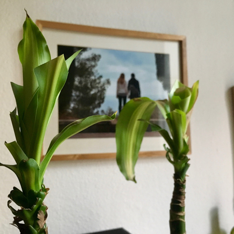 Zwei schmale Palmenstämme.