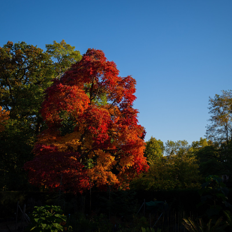 Ein roter Baum vor blauem Himmel.