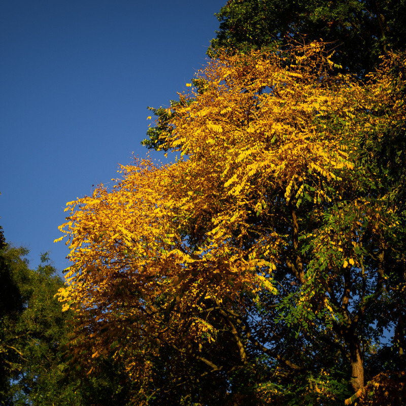 Ein gelber Baum vor blauem Himmel.
