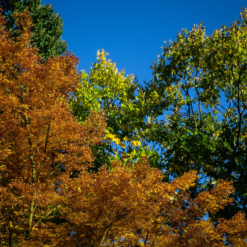 Bunte Blätter vor blauem Himmel