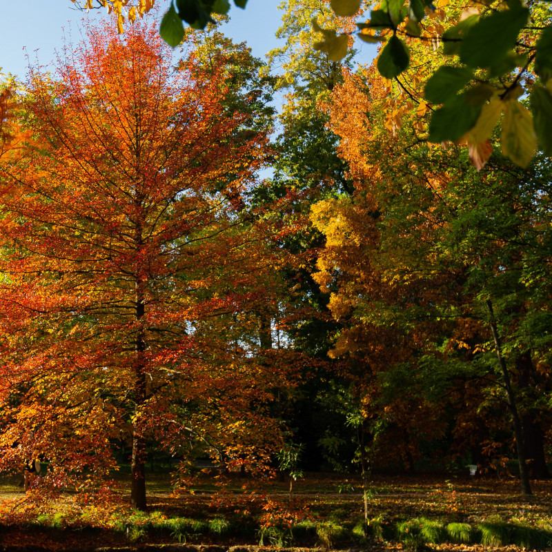 Ein roter und gelber Baum im Botanischen Garten in Bonn.