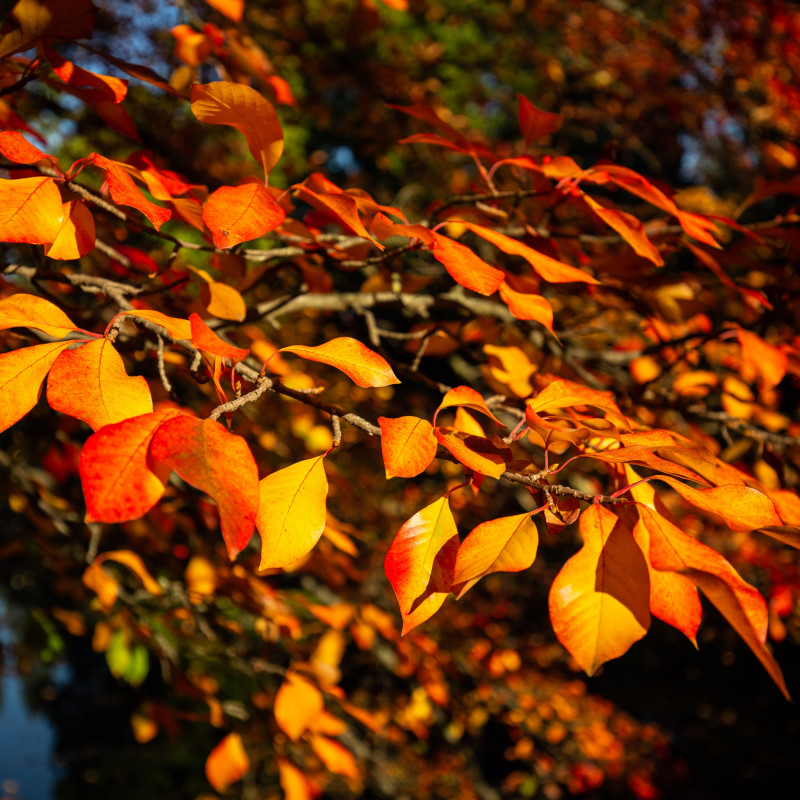 Rote und orangene Blätter an einem Baum.